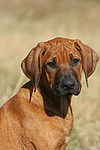hundefotos rhodesian_ridgeback