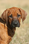 hundefotos rhodesian_ridgeback