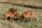 hundefotos rhodesian_ridgeback