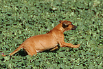 hundefotos rhodesian_ridgeback