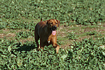hundefotos rhodesian_ridgeback