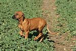 hundefotos rhodesian_ridgeback