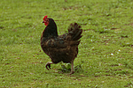 vogelfotos huhn_(alle)