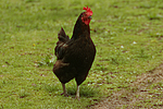 vogelfotos huhn_(alle)
