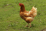 vogelfotos huhn_(alle)