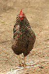 vogelfotos huhn_(alle)