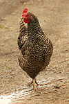 vogelfotos huhn_(alle)