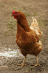 vogelfotos huhn_(alle)