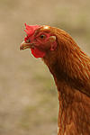vogelfotos huhn_(alle)