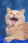 katzenfotos britisch_kurzhaar