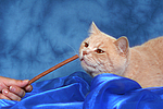 katzenfotos britisch_kurzhaar