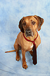 hundefotos rhodesian_ridgeback