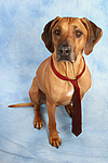 hundefotos rhodesian_ridgeback