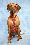 hundefotos rhodesian_ridgeback