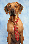 hundefotos rhodesian_ridgeback
