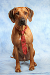 hundefotos rhodesian_ridgeback