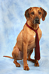 hundefotos rhodesian_ridgeback