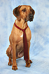 hundefotos rhodesian_ridgeback