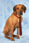 hundefotos rhodesian_ridgeback