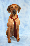 hundefotos rhodesian_ridgeback