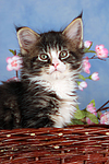katzenfotos maine_coon