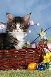 katzenfotos maine_coon