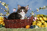 katzenfotos maine_coon