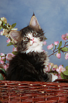 katzenfotos maine_coon