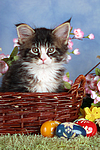 katzenfotos maine_coon