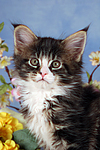 katzenfotos maine_coon