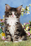katzenfotos maine_coon