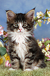 katzenfotos maine_coon