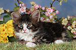 katzenfotos maine_coon