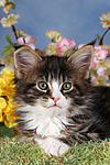 katzenfotos maine_coon