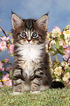 katzenfotos maine_coon