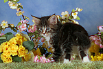 katzenfotos maine_coon