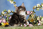 katzenfotos maine_coon