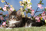 katzenfotos maine_coon