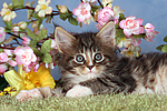 katzenfotos maine_coon