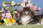 katzenfotos maine_coon