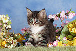 katzenfotos maine_coon