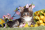 katzenfotos maine_coon