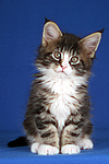 katzenfotos maine_coon