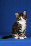 katzenfotos maine_coon