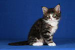 katzenfotos maine_coon