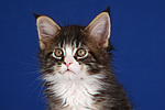 katzenfotos maine_coon