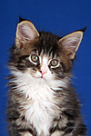 katzenfotos maine_coon