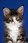 katzenfotos maine_coon