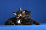katzenfotos maine_coon