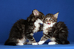 katzenfotos maine_coon